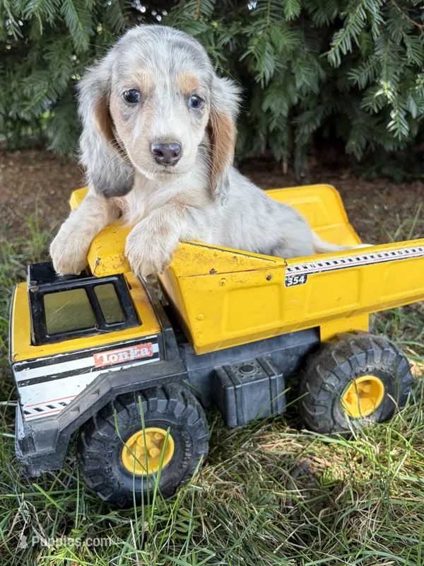 Jasper – Dachshund puppy for sale in Middlebury, IN