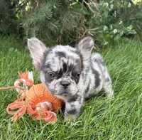 Kingston, a male French Bulldog for sale in Middlebury, IN – 4 of 4