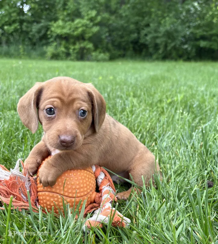 Raine – Dachshund puppy for sale in Middlebury, IN