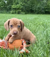 Raine, a female Dachshund for sale in Middlebury, IN – 1 of 6