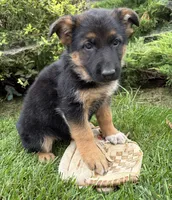 Delaney, a female German Shepherd Dog for sale in Middlebury, IN – 4 of 4