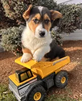 Cleo, a male Pembroke Welsh Corgi for sale in Middlebury, IN – Photo 1 of 5