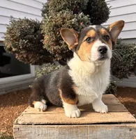 Cleo, a male Pembroke Welsh Corgi for sale in Middlebury, IN – Photo 3 of 5