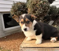 Cleo, a male Pembroke Welsh Corgi for sale in Middlebury, IN – Photo 2 of 5