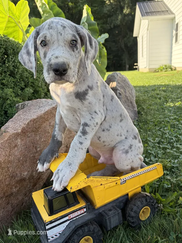 Emmett – Great Dane puppy for sale in Middlebury, IN