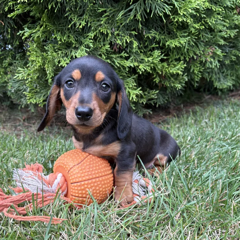 Stella – Dachshund puppy for sale in Middlebury, IN