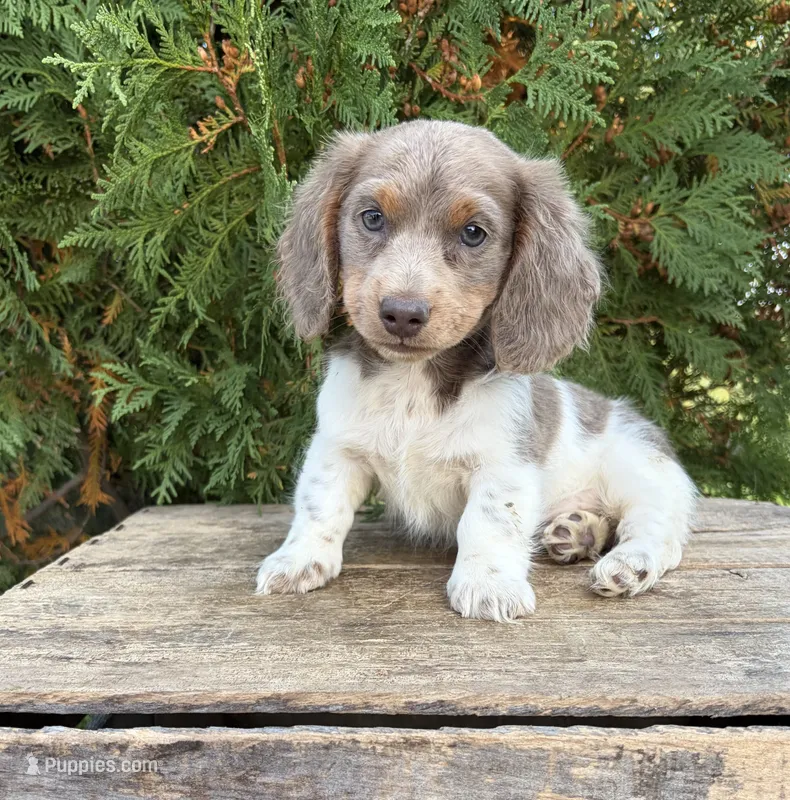Calihan – Miniature Dachshund puppy for sale in Middlebury, IN