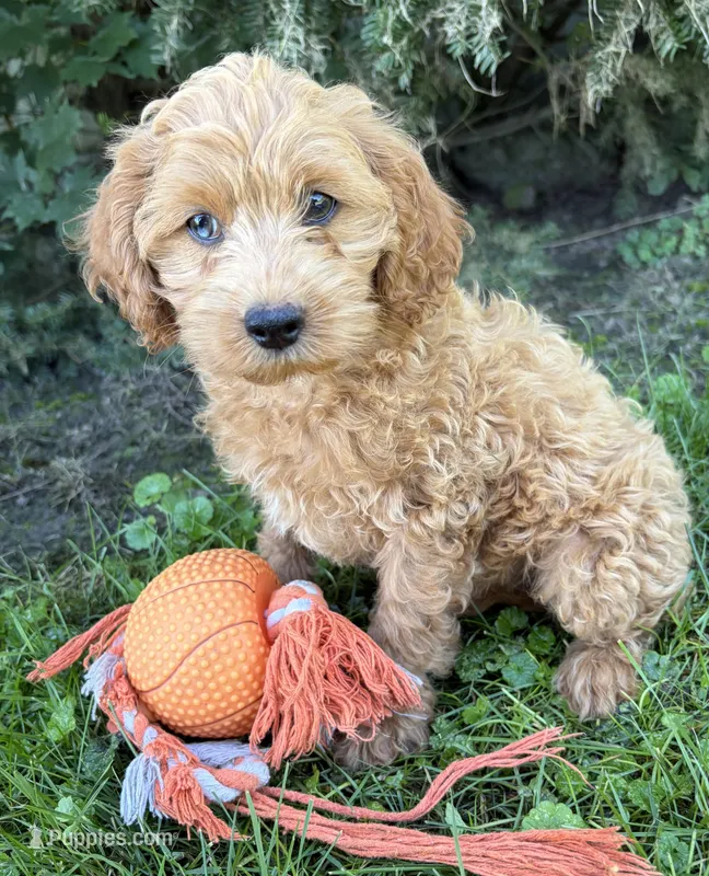 Jewel – Cockapoo puppy for sale in Middlebury, IN