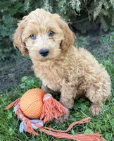 Jewel, a female Cockapoo for sale in Middlebury, IN – 1 of 5