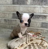 Duncan, a male French Bulldog for sale in Middlebury, IN – 3 of 4