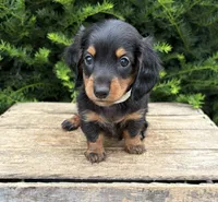 Jemma, a female Dachshund for sale in Middlebury, IN – 2 of 5