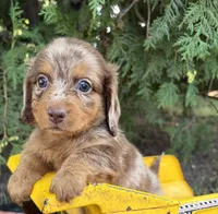 Colby, a male Dachshund for sale in Middlebury, IN – 1 of 5