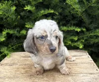 Jax, a male Dachshund for sale in Middlebury, IN – 2 of 5