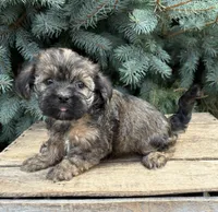 Lacey , a female Shorkie for sale in Middlebury, IN – 2 of 5