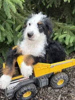 Dexter , a male Bernedoodle for sale in Middlebury, IN – 1 of 4