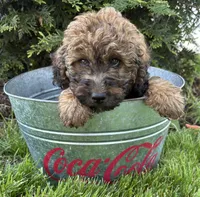 Dolly, a female Whoodle for sale in Middlebury, IN – 2 of 4