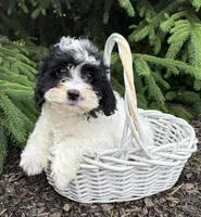 Chloe, a female Miniature Bernedoodle and Miniature Goldendoodle for sale in Middlebury, IN – 3 of 5