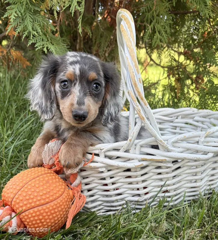 Crew – Miniature Dachshund puppy for sale in Middlebury, IN