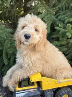 Presley, a male Miniature Goldendoodle for sale in Middlebury, IN – 2 of 4