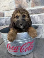 Mya, a female Whoodle for sale in Middlebury, IN – 3 of 4