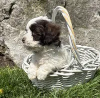 Amber, a female Havanese for sale in Middlebury, IN – Photo 4 of 5