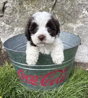 Amber, a female Havanese for sale in Middlebury, IN – Photo 1 of 5