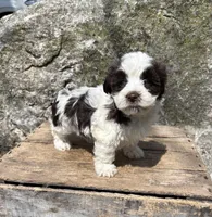 Amber, a female Havanese for sale in Middlebury, IN – Photo 5 of 5