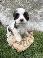 Amber, a female Havanese for sale in Middlebury, IN – Photo 2 of 5