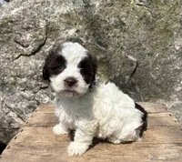 Amber, a female Havanese for sale in Middlebury, IN – Photo 3 of 5