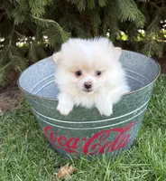 Zeppelin, a male Pomeranian for sale in Middlebury, IN – Photo 2 of 4