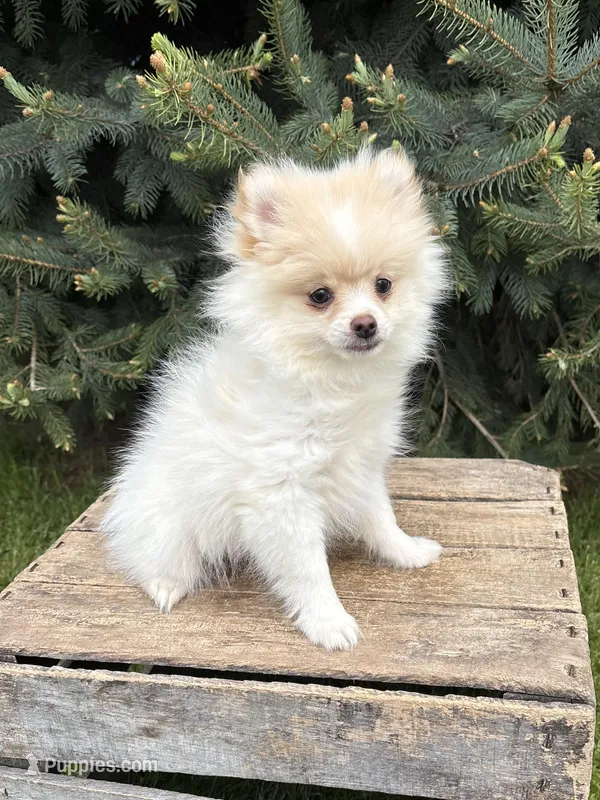 Zeppelin – Pomeranian puppy for sale in Middlebury, IN