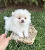 Zeppelin, a male Pomeranian for sale in Middlebury, IN – Photo 3 of 4