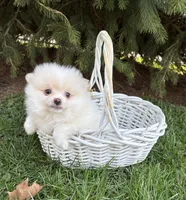 Zeppelin, a male Pomeranian for sale in Middlebury, IN – Photo 4 of 4