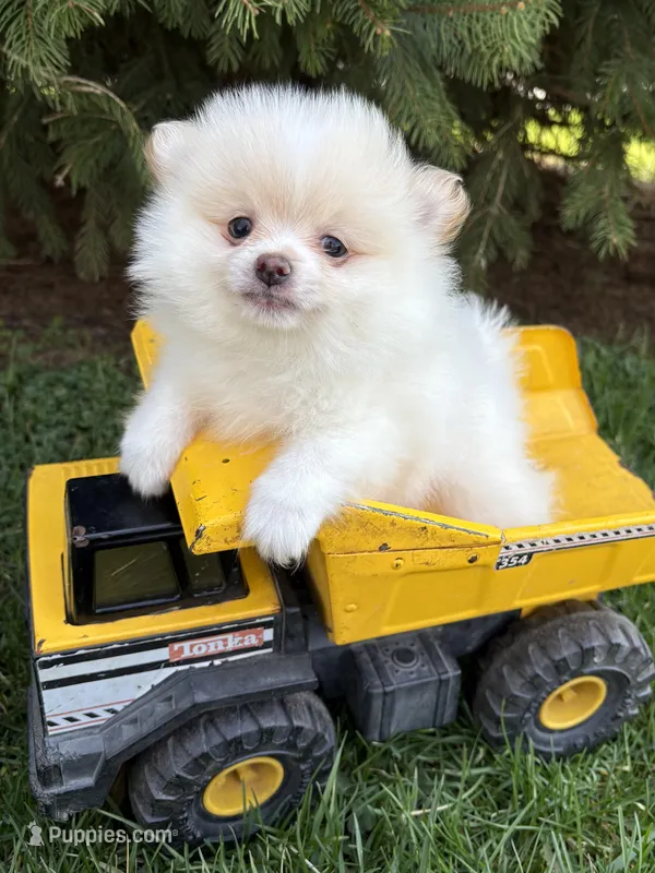 Zeppelin – Pomeranian puppy for sale in Middlebury, IN