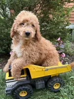 Bennett, a male Miniature Goldendoodle for sale in Middlebury, IN – 4 of 4