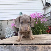 Boone, a male Miniature Dachshund for sale in Middlebury, IN – 3 of 5
