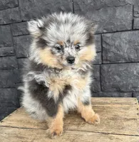 Teddy, a male Pomeranian for sale in Middlebury, IN – 4 of 4