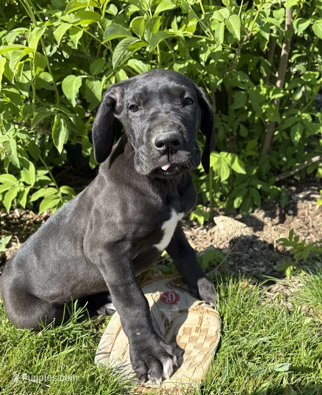 Teddy – Great Dane puppy for sale in Middlebury, IN