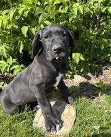 Teddy, a male Great Dane for sale in Middlebury, IN – 1 of 4