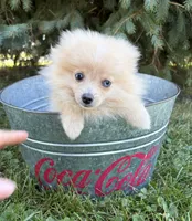 Foxy, a female Pomeranian for sale in Middlebury, IN – 4 of 4