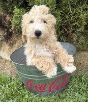 Jace , a male Bichpoo for sale in Middlebury, IN – 4 of 5