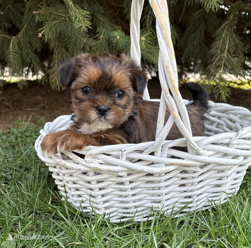 Maple – Shorkie puppy for sale in Middlebury, IN