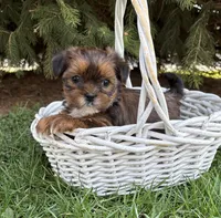 Maple, a female Shorkie for sale in Middlebury, IN – Photo 1 of 4