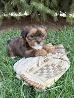 Maple, a female Shorkie for sale in Middlebury, IN – Photo 4 of 4