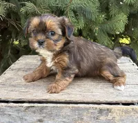 Maple, a female Shorkie for sale in Middlebury, IN – Photo 2 of 4