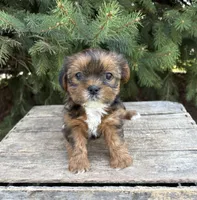Maple, a female Shorkie for sale in Middlebury, IN – Photo 3 of 4