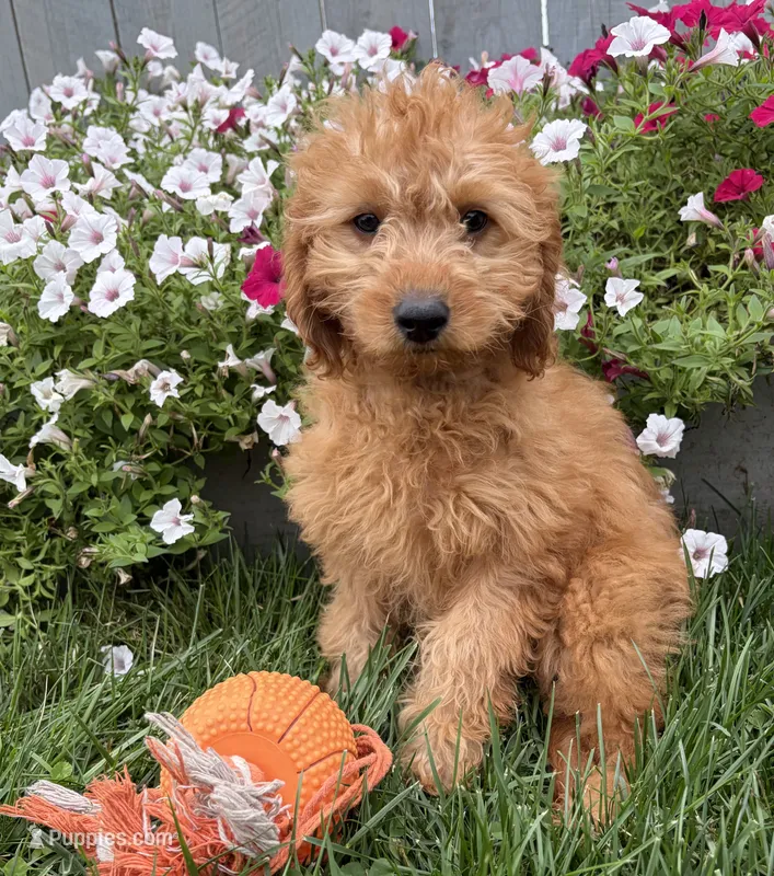 Pumpkin – Miniature Goldendoodle puppy for sale in Middlebury, IN