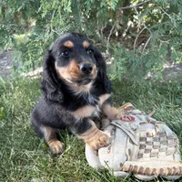 Bear, a male Dachshund for sale in Middlebury, IN – 4 of 4