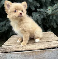 Penny, a female Pomeranian for sale in Middlebury, IN – 3 of 4