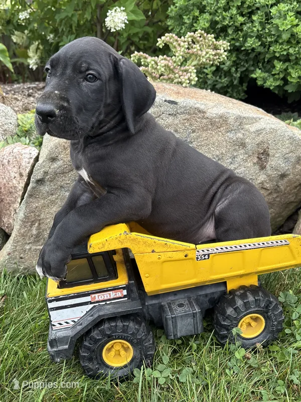Eisenhower – Great Dane puppy for sale in Middlebury, IN